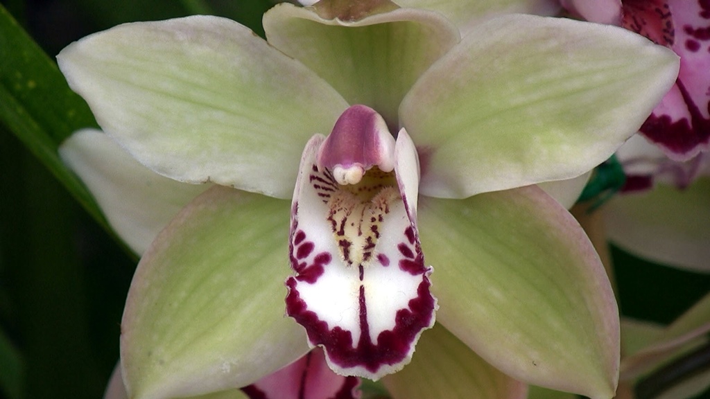 Green and White Orchid